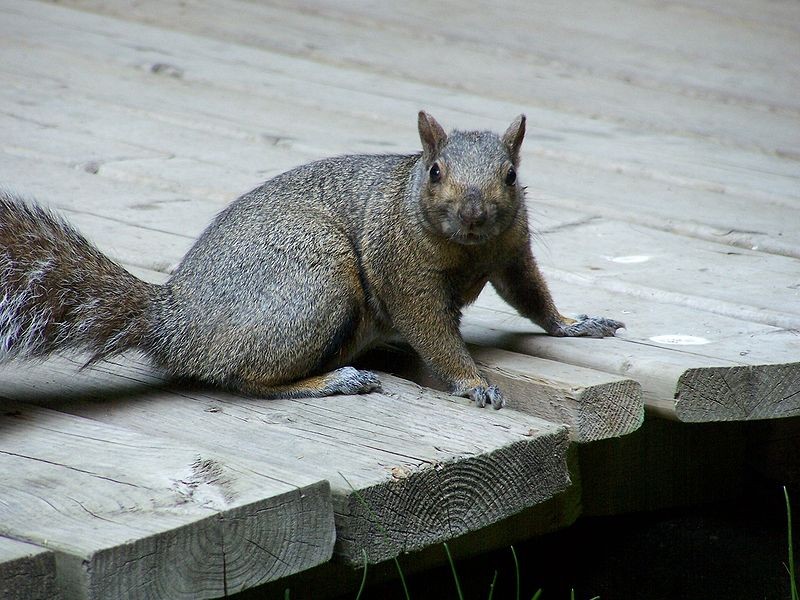 Black Death plague suspected of killing squirrels in Yosemite National