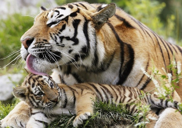 Circle of life: Tiger cub gets a wash from its parent