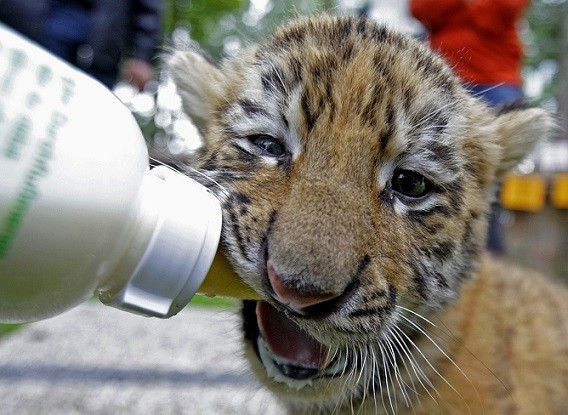 Feeding time: Many tigers are bred in captivity