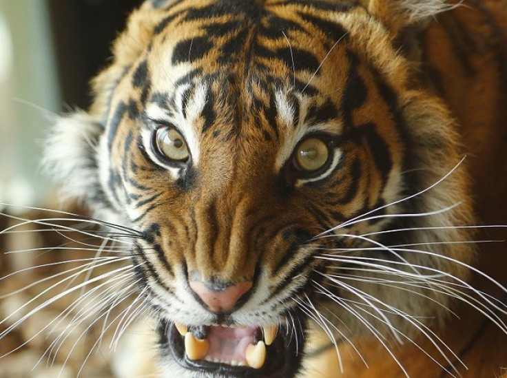 Under attack: Customers in the Far East crave tiger products