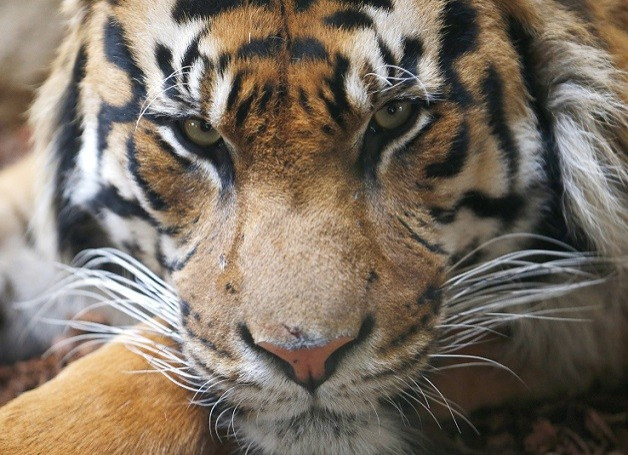 Fellow mortals: All living creatures share the planet