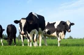 New Zealand Government expedites Fonterra inquiry with new bill
