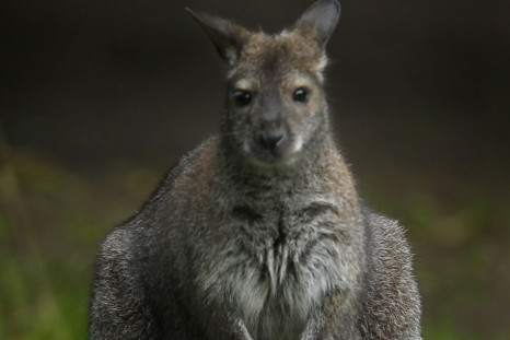 Marsupials are pouched mammals like kangaroos and wallabies. Scientists in Australia have discovered a fossil field packed with several unknown marsupials. (Photo: Reuters)