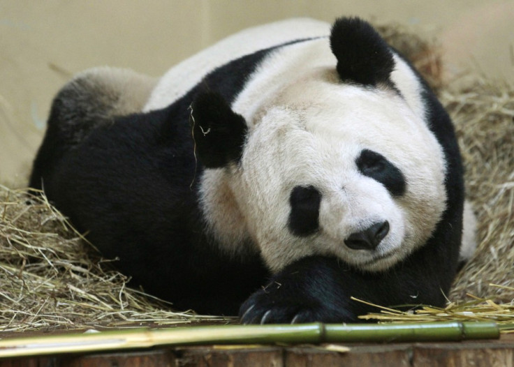 Tian Tian