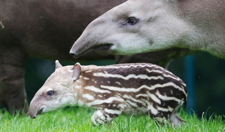 It is believed the two-month old tapir calf attacked the girl (Dublin Zoo)