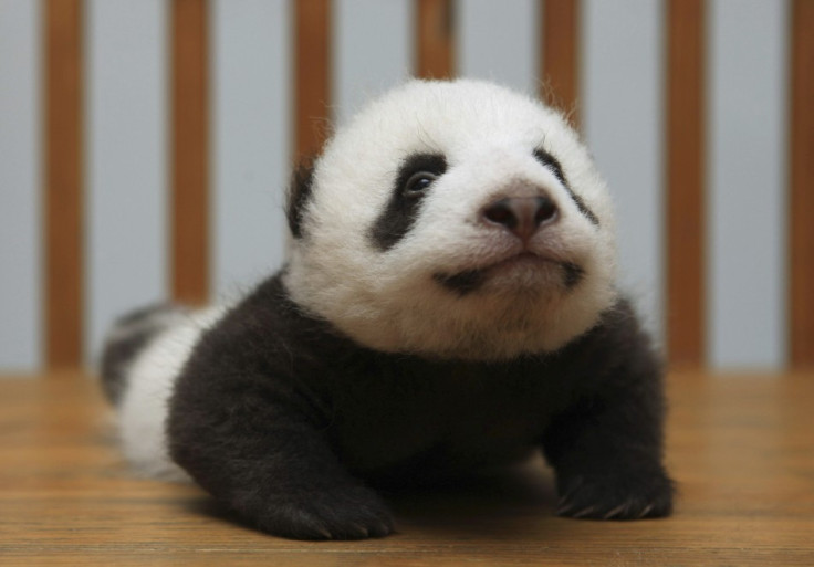 Baby panda