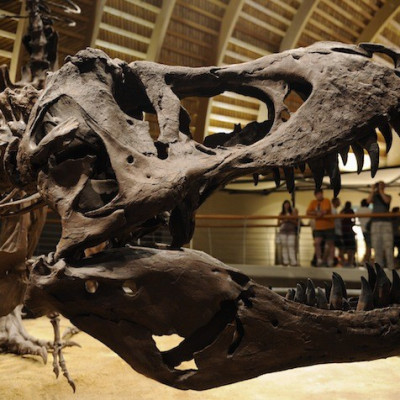 Near-perfect specimens of dinosaurs can fetch millions of pounds at auction.