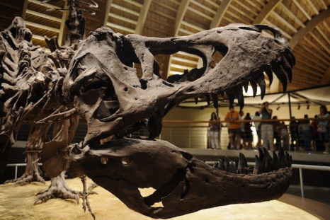 Near-perfect specimens of dinosaurs can fetch millions of pounds at auction.