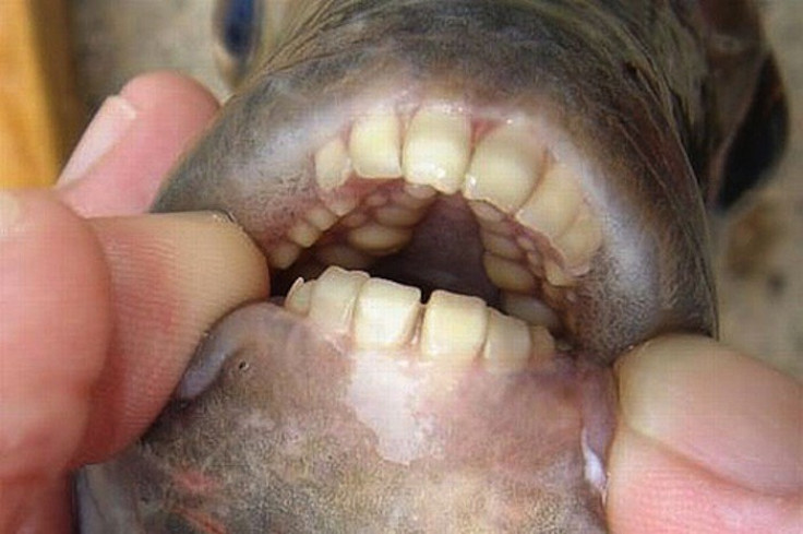 The Pacu fish, also known as the Ball Cutter, has powerful teeth which look like a set of human molars (projectavalon.net )