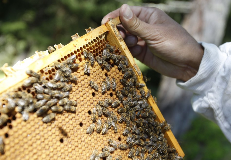 Over one in 10 honey bee colonies in Europe perished last winter