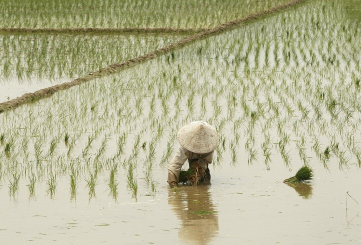 rice farmer global price