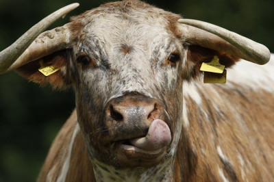 Cattle and calves 7.9 Cattle and calves 7.9