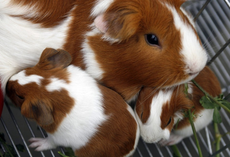 Guinea pigs