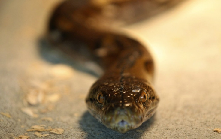 A Python