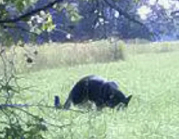 A large, panther-like cat was caught on camera as it ate prey in Murhill Woods, Wiltshire. (Herbert Smith)