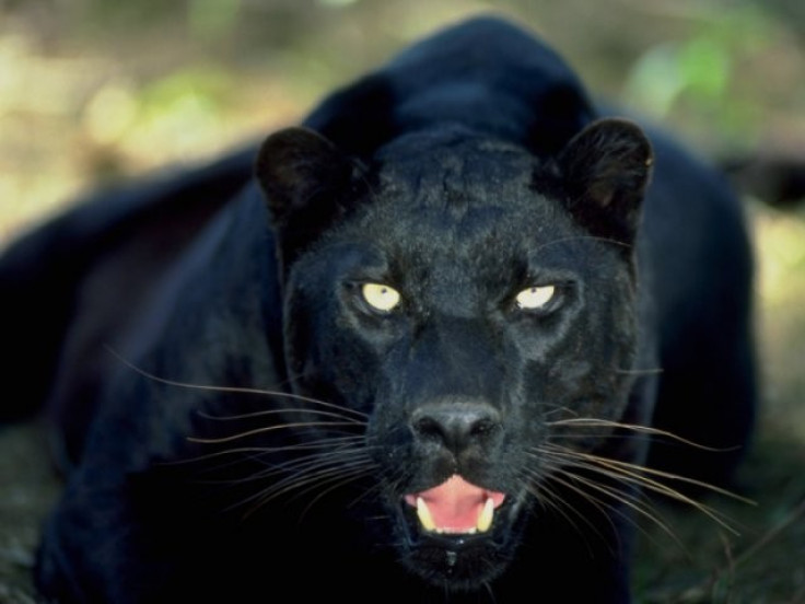 The Beast of Trowbridge could be an escaped panther. (www.bigcat.com)