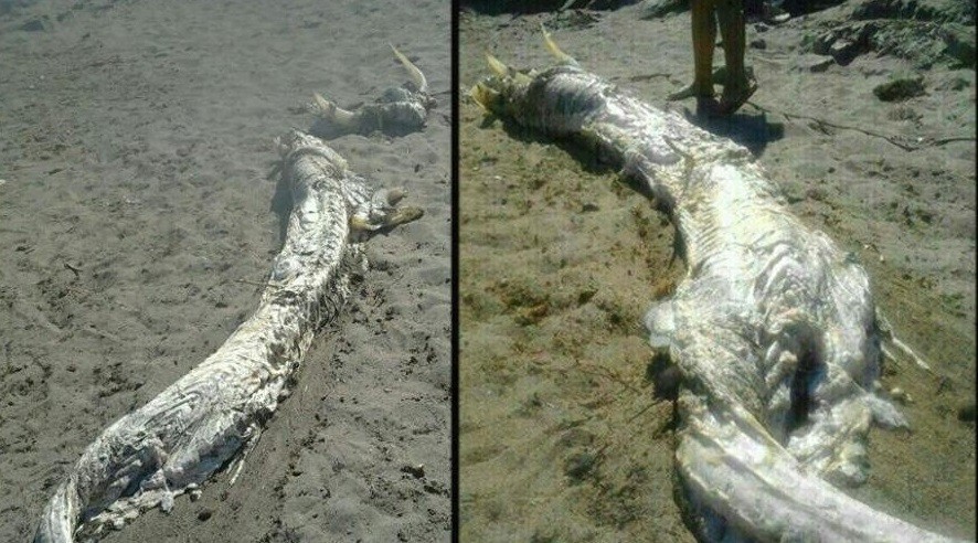 Spain's horned sea monster