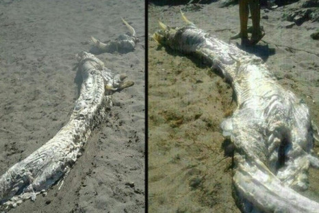 Spain's horned sea monster