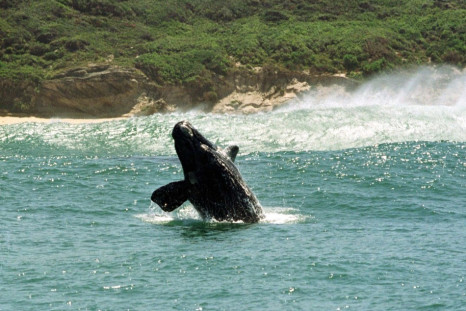 southern right whale hermanus