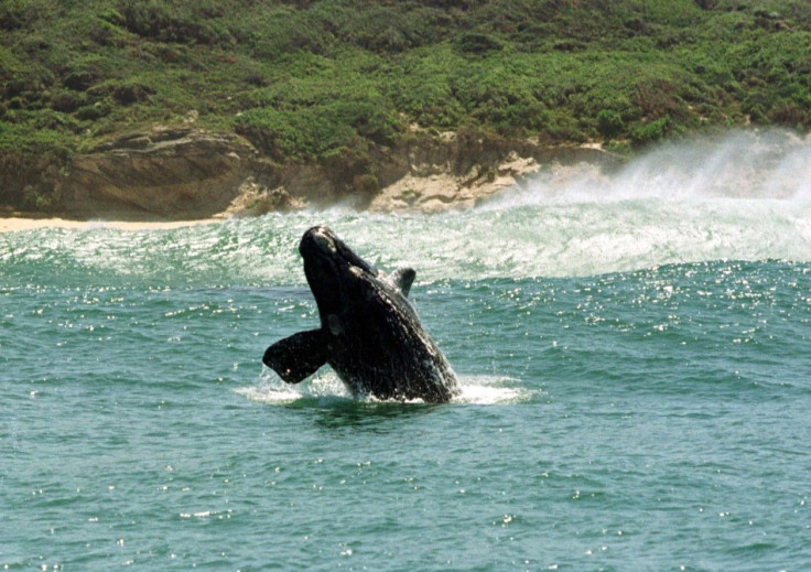 southern right whale hermanus