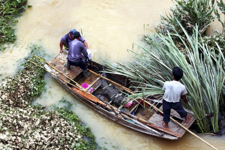 China crocodiles