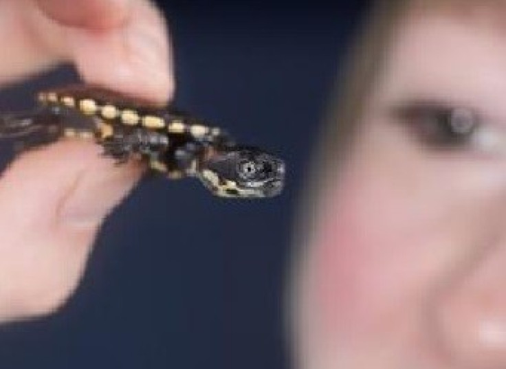 Tiny Turtle born at Sea Life Centre in Birmingham
