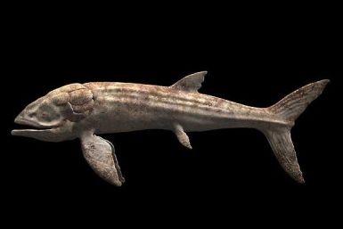 The Leedsichthys is considered the largest fish ever to swim in the oceans, reaching up to 56ft. (seamonsters.wikia.com)