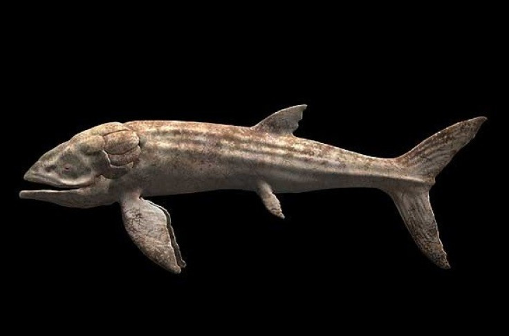 The Leedsichthys is considered the largest fish ever to swim in the oceans, reaching up to 56ft. (seamonsters.wikia.com)