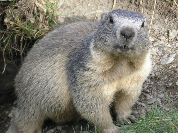 Marmot