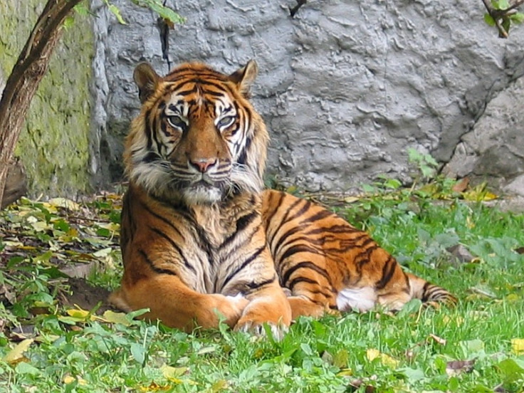 Sumatran tiger