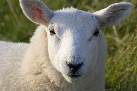 A sheep is traditionally sacrified by Shakhter Karagandy ahead of big games