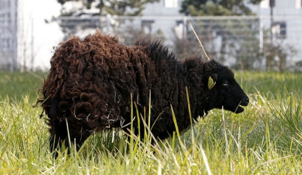 The sheep's head was allegedly shown to children by the pair (Reuters) The sheep's head was allegedly shown to children by the pair (Reuters)