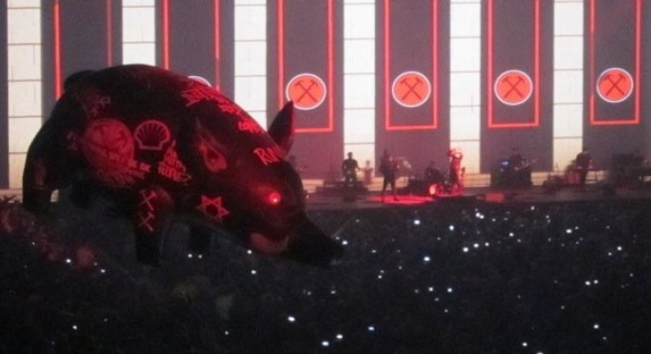 A picture of the wild pig from the performance