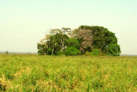 A midden (Isla del Tesoro) and surrounding savannah is seen in Bolivian amazon rainforest. The midden is one of the oldest sites in western Amazonia to have inhabited hunter-gatherers 10,000 years ago, a new study reveals. (Photo: PLoS ONE)