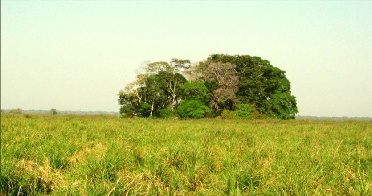 A midden (Isla del Tesoro) and surrounding savannah is seen in Bolivian amazon rainforest. The midden is one of the oldest sites in western Amazonia to have inhabited hunter-gatherers 10,000 years ago, a new study reveals. (Photo: PLoS ONE)