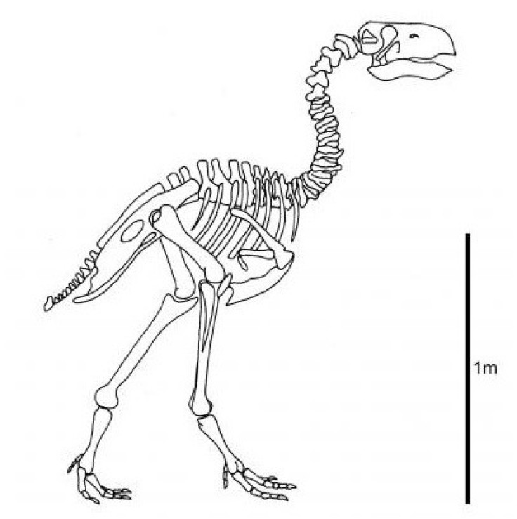 AsGastornis