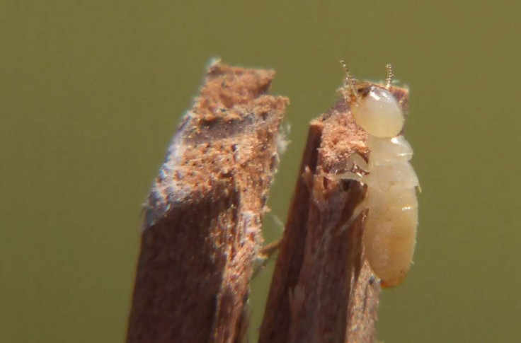 Termites cause structural damage Termites cause structural damage