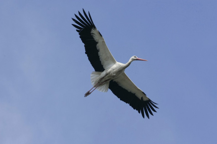 Stork held for spying in Egypt after landing in Nile River PIC: Reuters