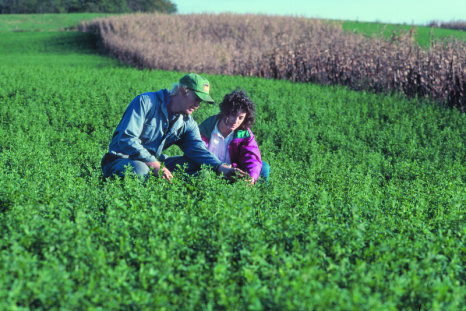 Crop pests