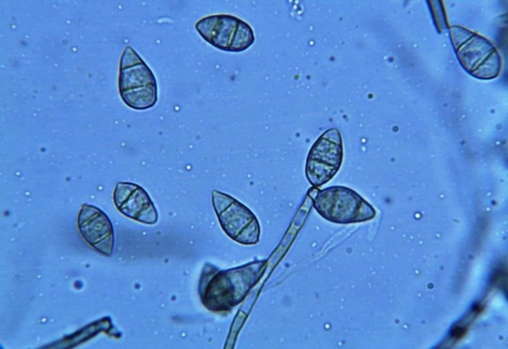 Rice blast spores