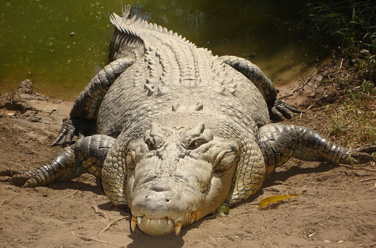 Saltwater crocodile