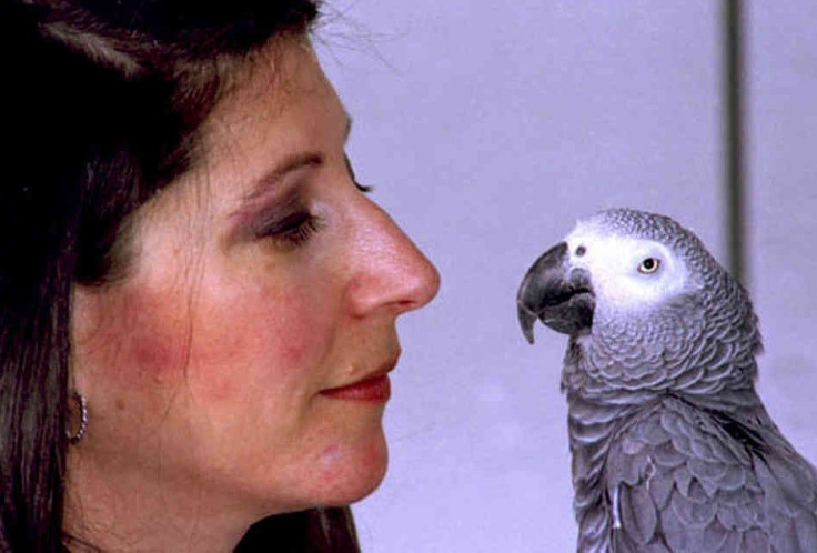 Alex the Parrot, whose last words to his handler were 'I love you.'