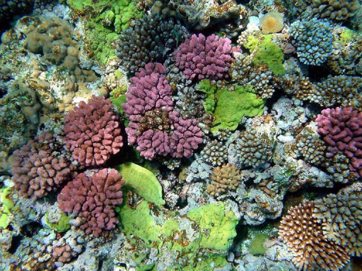 The color of corals depends on the combination of brown shades provided by their zooxanthellae and pigmented proteins (reds, blues, greens, etc.) produced by the corals themselves. The color of corals depends on the combination of brown shades provided by their zooxanthellae and pigmented proteins (reds, blues, greens, etc.) produced by the corals themselves.