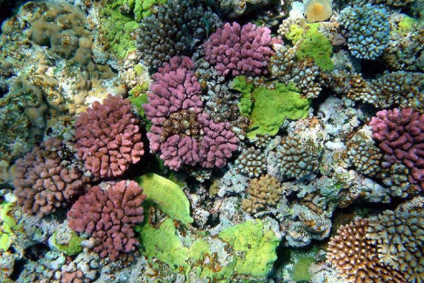 The color of corals depends on the combination of brown shades provided by their zooxanthellae and pigmented proteins (reds, blues, greens, etc.) produced by the corals themselves.