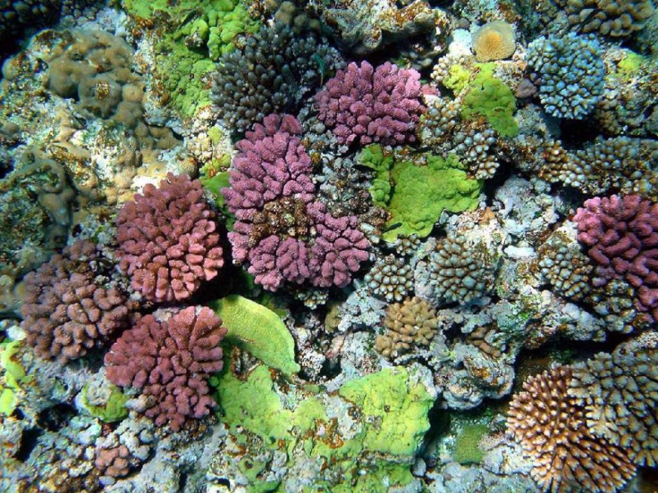 The color of corals depends on the combination of brown shades provided by their zooxanthellae and pigmented proteins (reds, blues, greens, etc.) produced by the corals themselves.