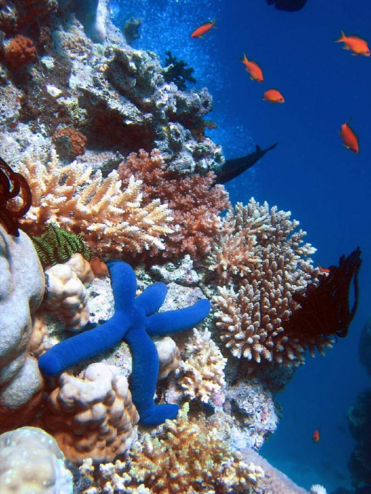 Biodiversity of a coral reef