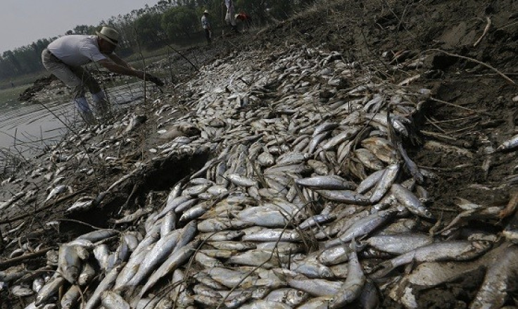 The environmental department confirmed "a great number of fish" had been recovered (Reuters)