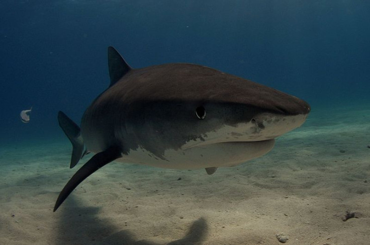 Tiger shark