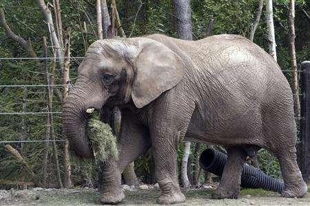 Elephant