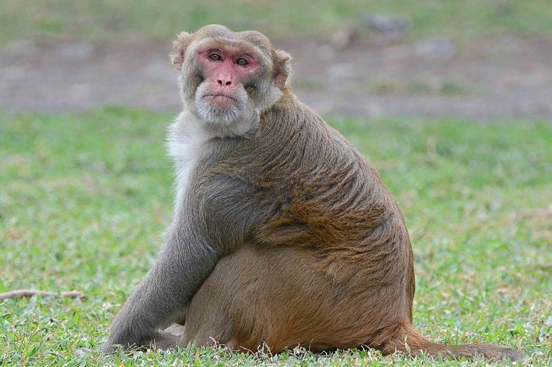 rhesus macaques rhesus macaques